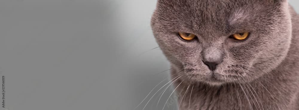 Inside the Mind of Modern GPUs: How Graphics Cards Power Your Games, AI, and the Future of Computing